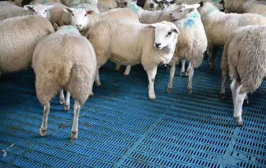 Latest company case about 1000 sheep farm in Britain