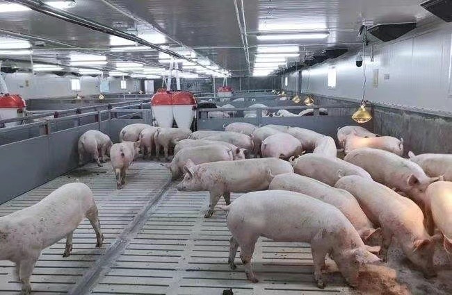 Latest company case about 3000 fattening pig farm in Russia