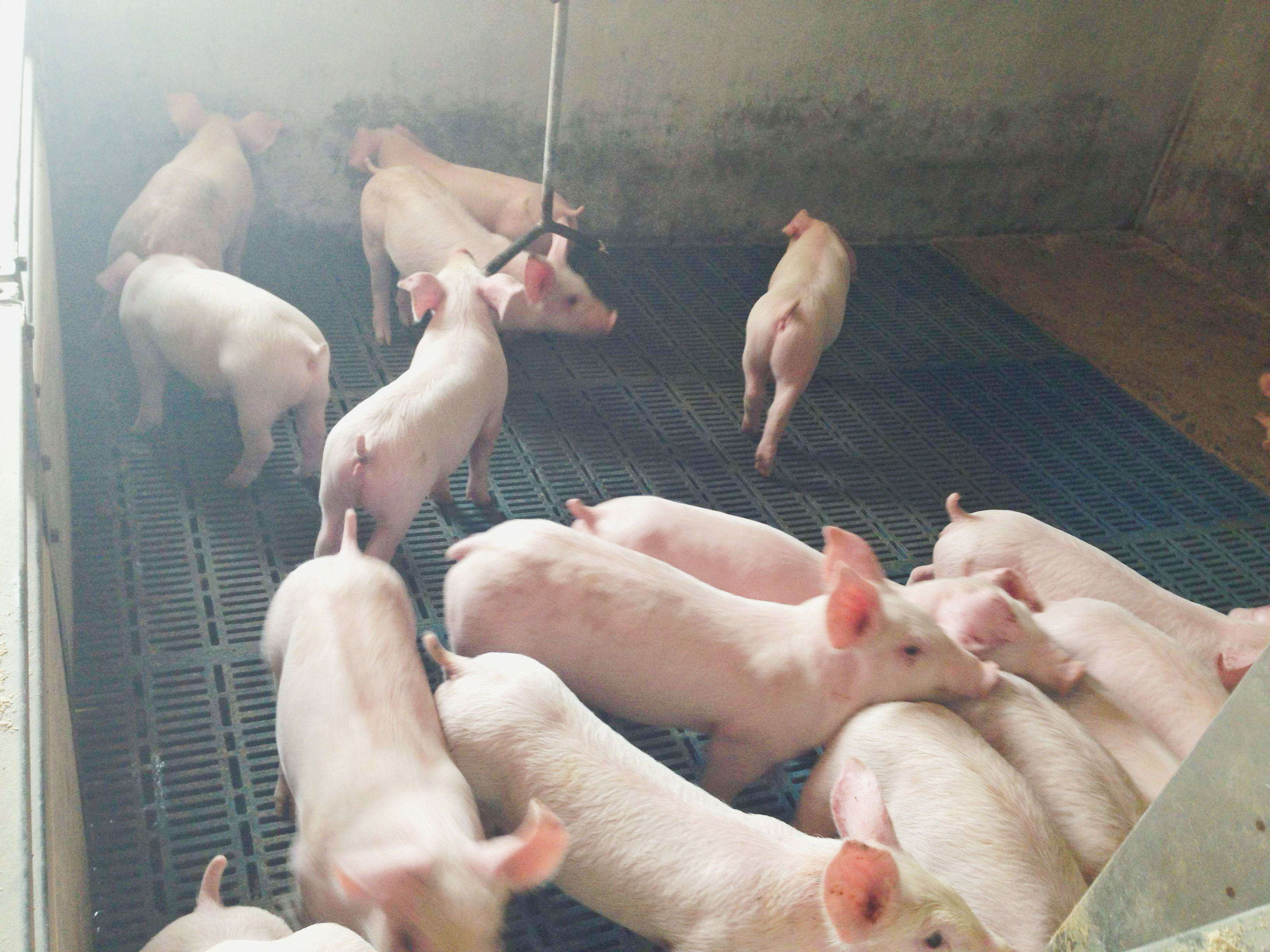 Latest company case about 1500 weaning pig farm in Columbia