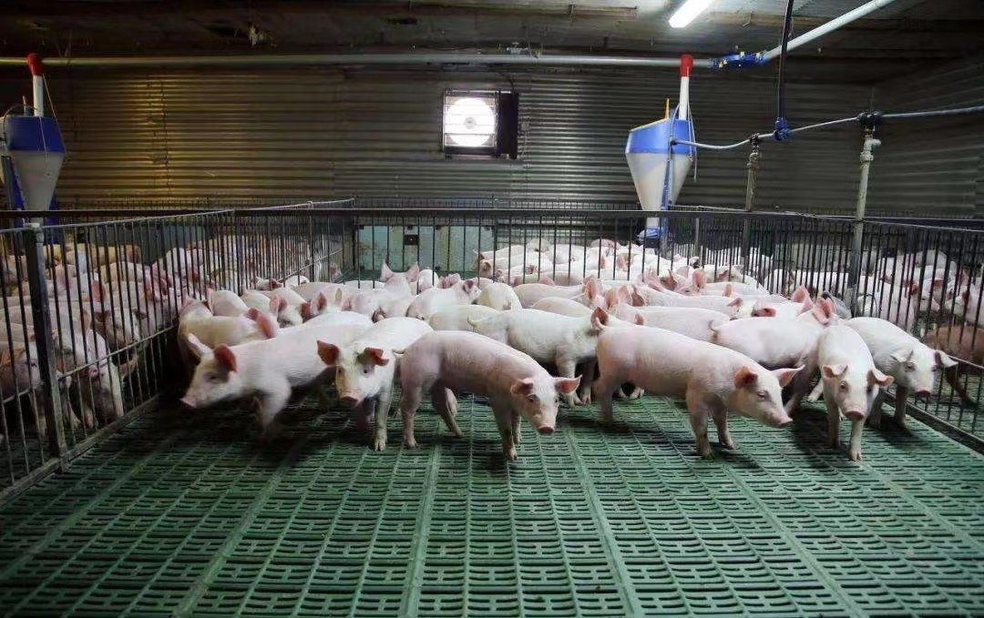 Latest company case about 2000 fattening pig farm in Vietnam