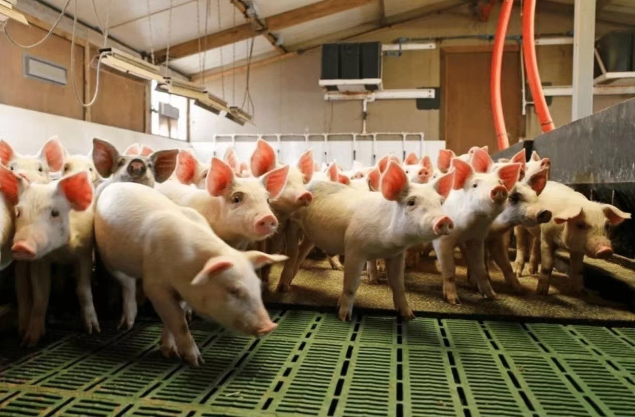 Latest company case about 2000 nursery pig farm in Italy