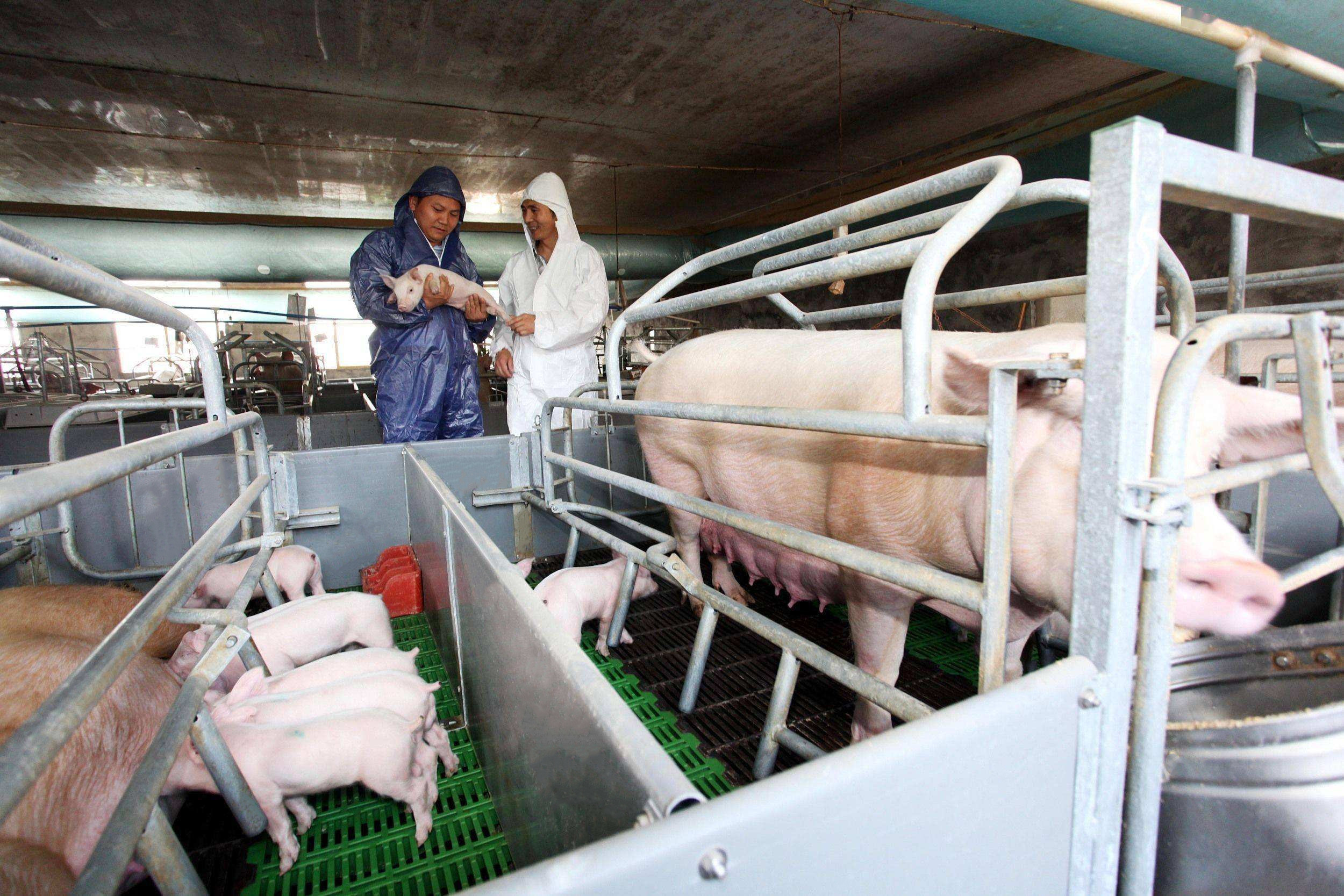 Latest company case about 1000 sows farm in China