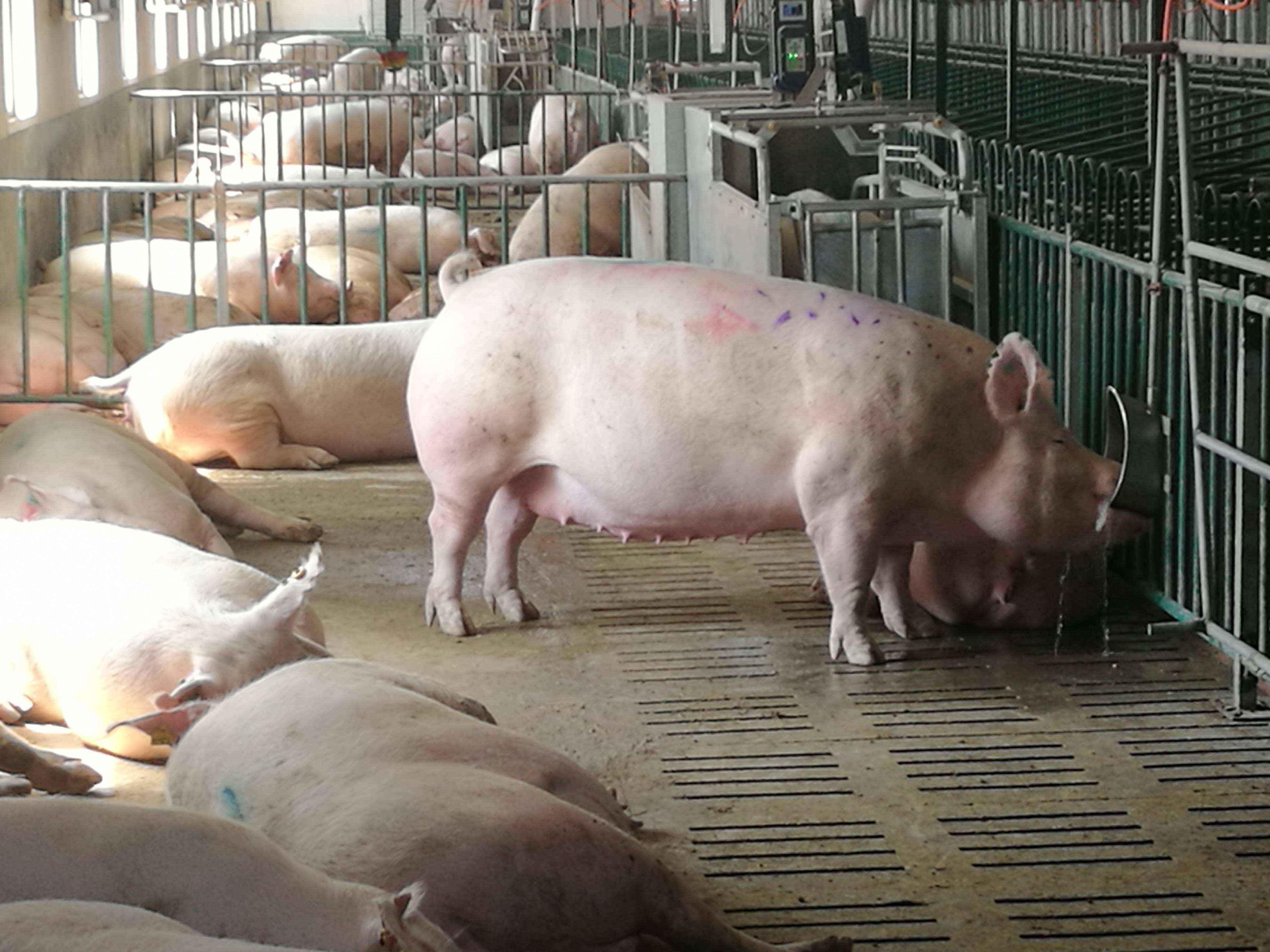 Latest company case about 2500 finishing pig farm in Thailland