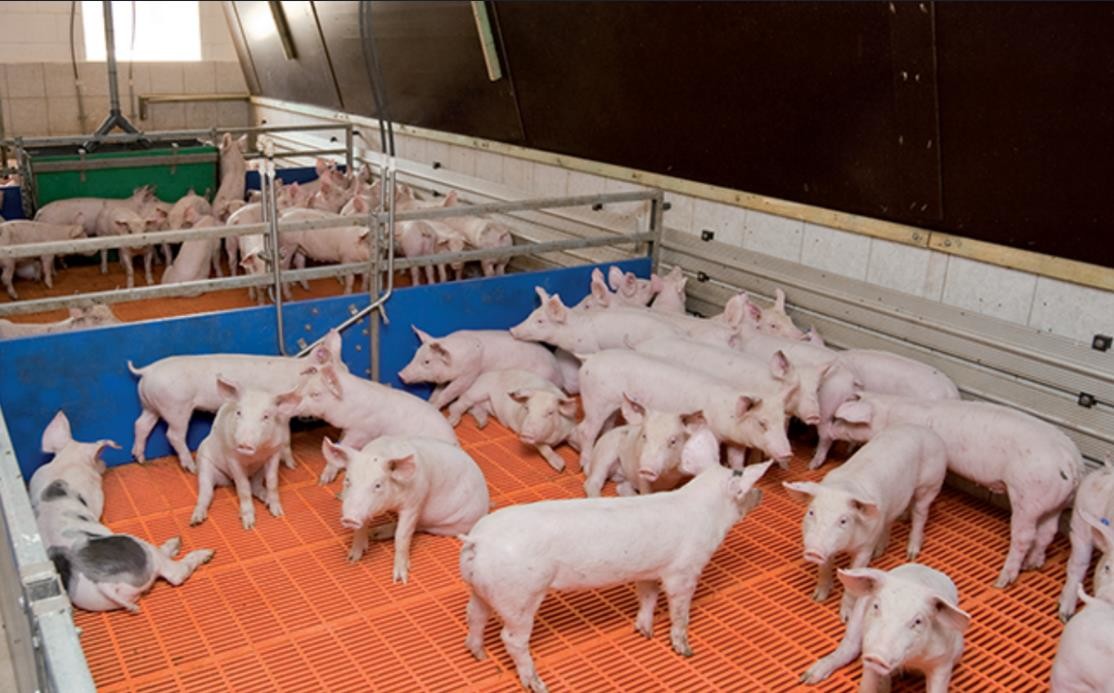 Latest company case about 1000 Fattening pig farm in Germany