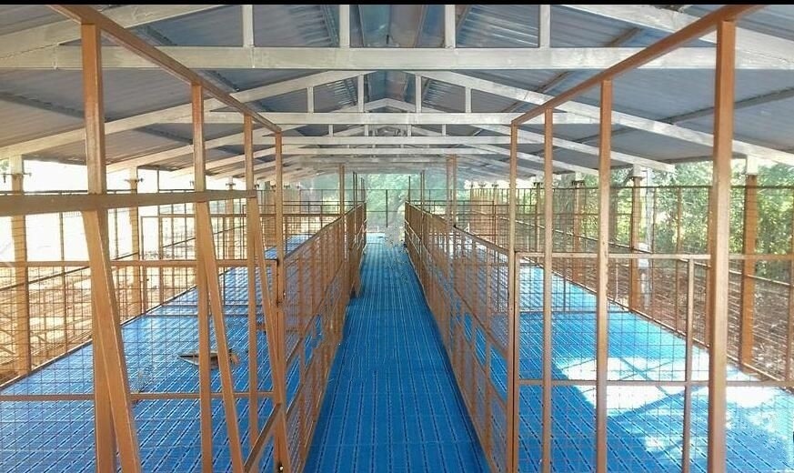 Latest company case about 500 sheep farm in India
