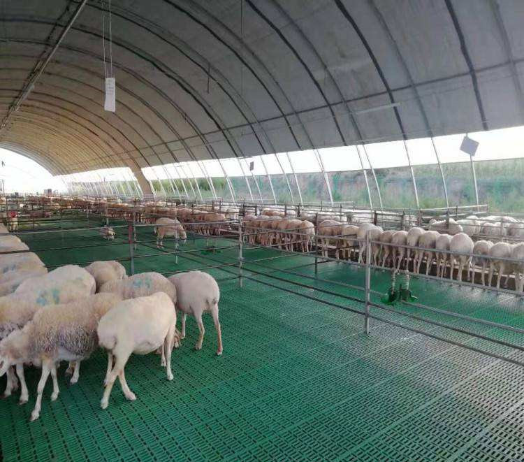 Latest company case about 3000 sheep farm in China