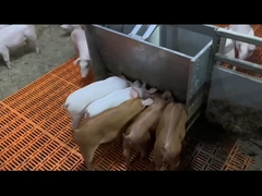 Weaning Pig Livestock Feeding Equipment Stainless Steel Hog Feeders