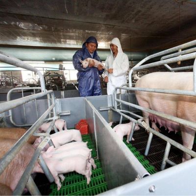 Pig Farm Accessories Sow Delivery Cage For Farrowing Galvanized Steel
