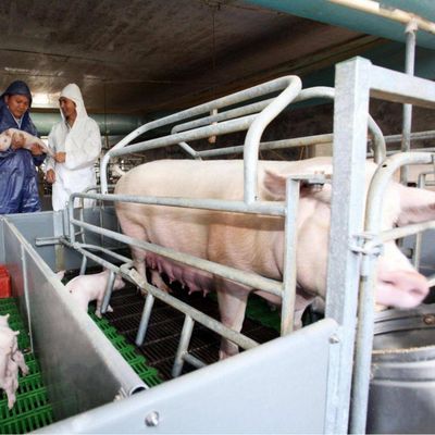 300 Sows Farm Complete Pig Project Equipment Farrowing Carte