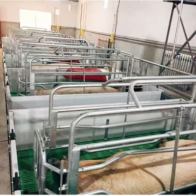 1500 Sows Pig Farm Project Equipment Maternity Cage For Sow