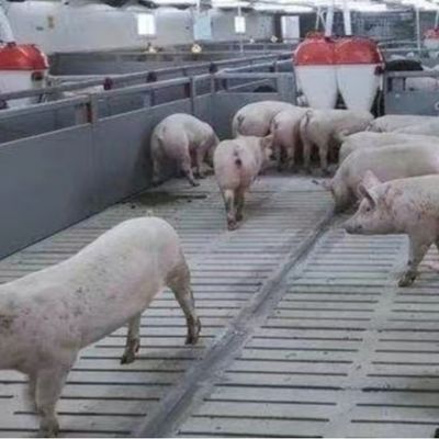 PVC Panel Fence Fattening Pen Piglet Nursery Crate With Finishing Feeder
