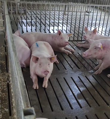 Hot Dip Galvanized Steel Back Up Gestation Pens For Sows