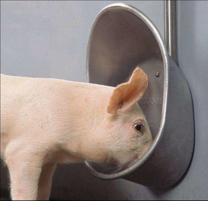 Livestock Pig Automatic Waterer Bowl Stainless Steel Hog Water Bowl