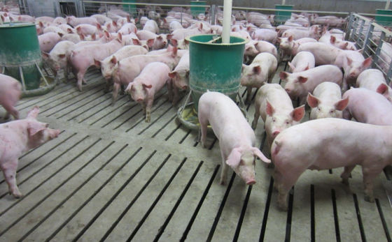 PVC Ventilating Livestock Farm Equipment Automatic Galvanized Steel