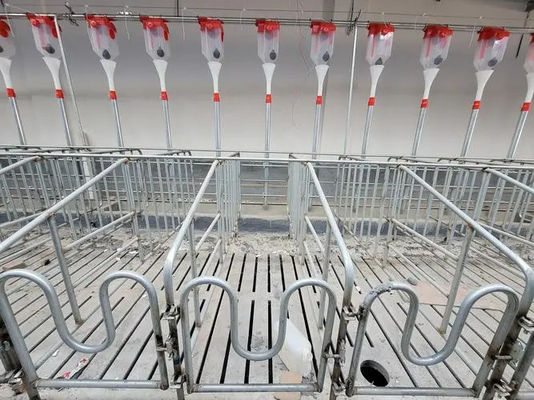 Anti Corrosion Pig Farm Project Equipment Gestation Crate Purchase