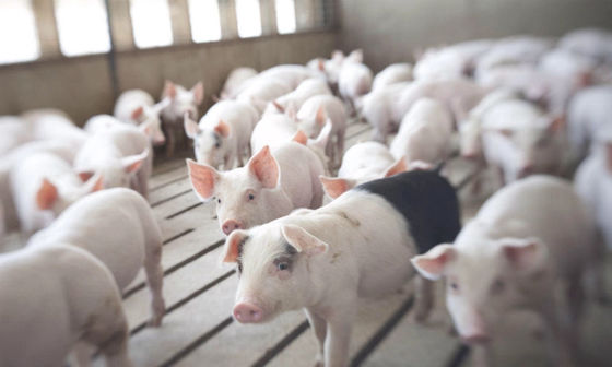 High Durability 2000 Pigs Farm Livestock Farming Equipment