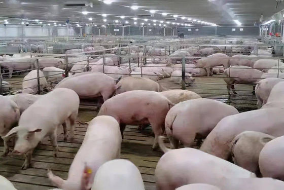 One Stop Livestock Farm Equipment 500 Sows Pig Farm Project Purchase