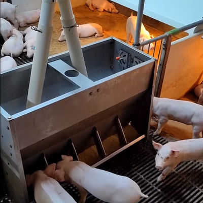 Plastic Floor Livestock Farming Nursery Cage Stainless Steel 304 Feeder