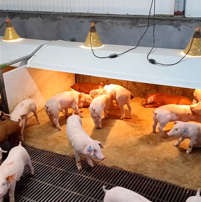 Cast Iron Livestock Farm Equipment Steel Weaning Cage For Pigets
