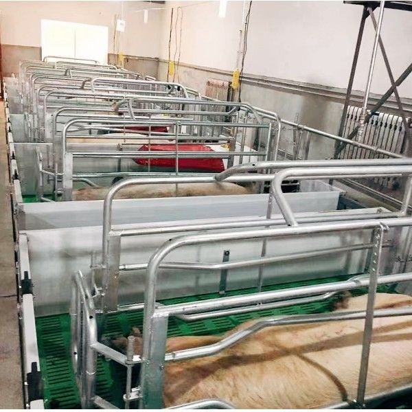 1500 Sows Pig Farm Project Equipment Maternity Cage For Sow