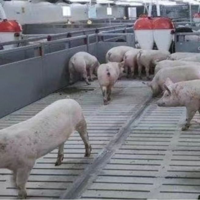 PVC Panel Fence Fattening Pen Piglet Nursery Crate With Finishing Feeder