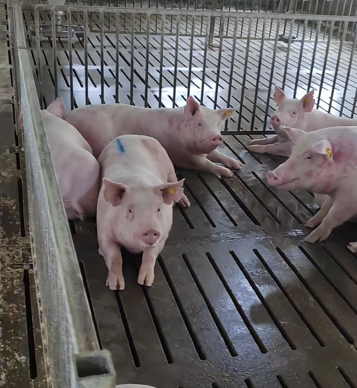 Hot Dip Galvanized Steel Back Up Gestation Pens For Sows