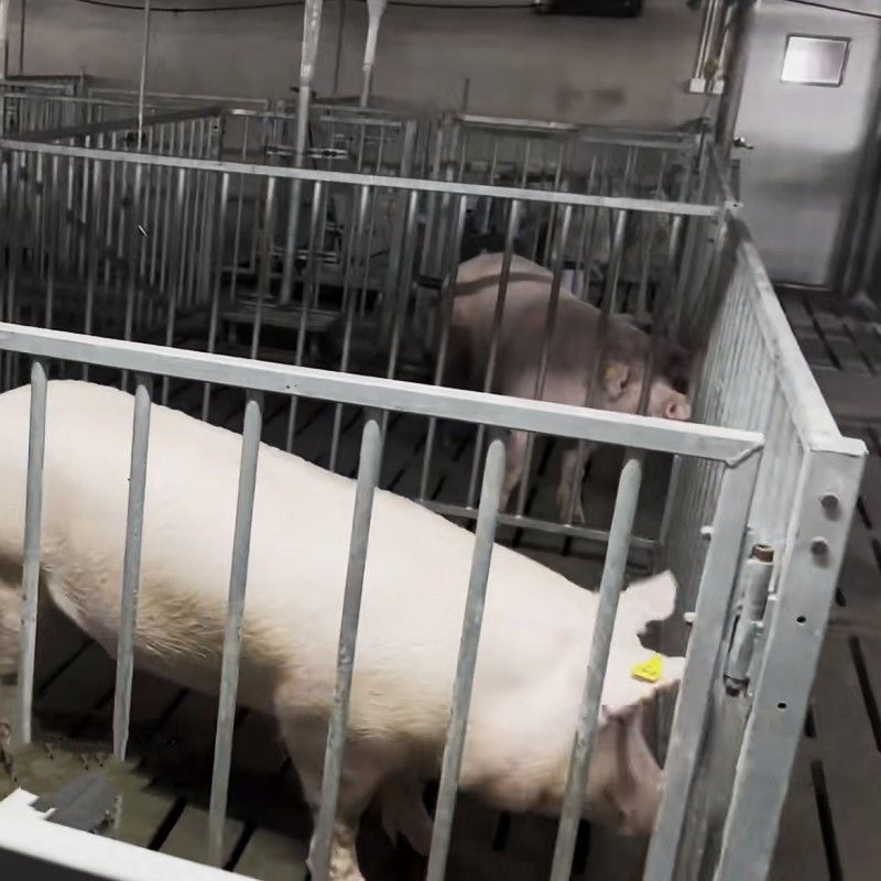 Individual Cage Livestock Farm Equipment Hot Dip Galvanized Steel Boar Pen