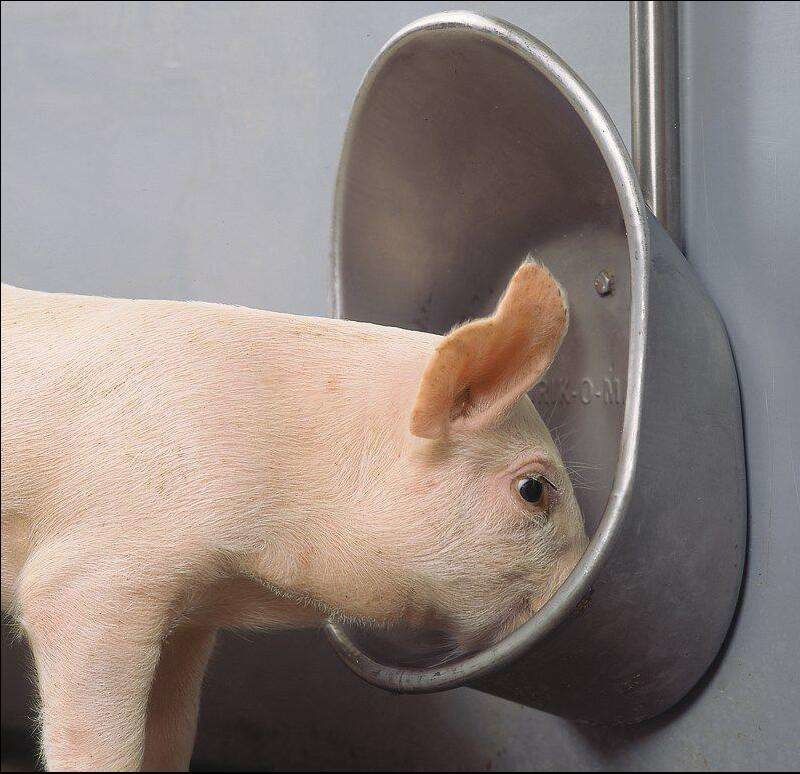 Livestock Pig Automatic Waterer Bowl Stainless Steel Hog Water Bowl