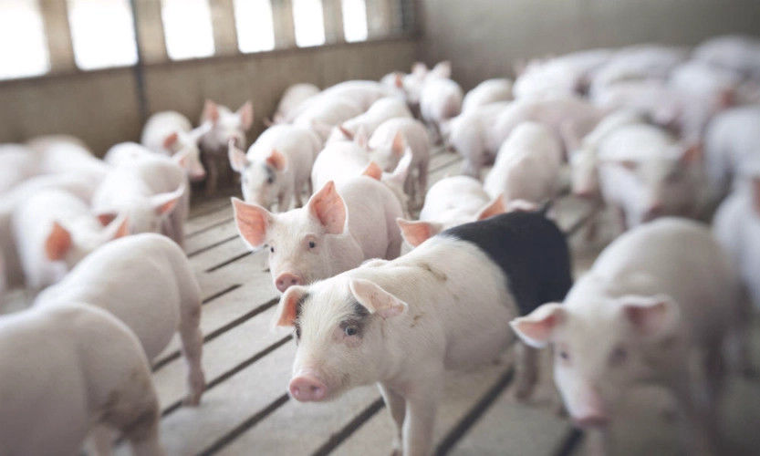 High Durability 2000 Pigs Farm Livestock Farming Equipment