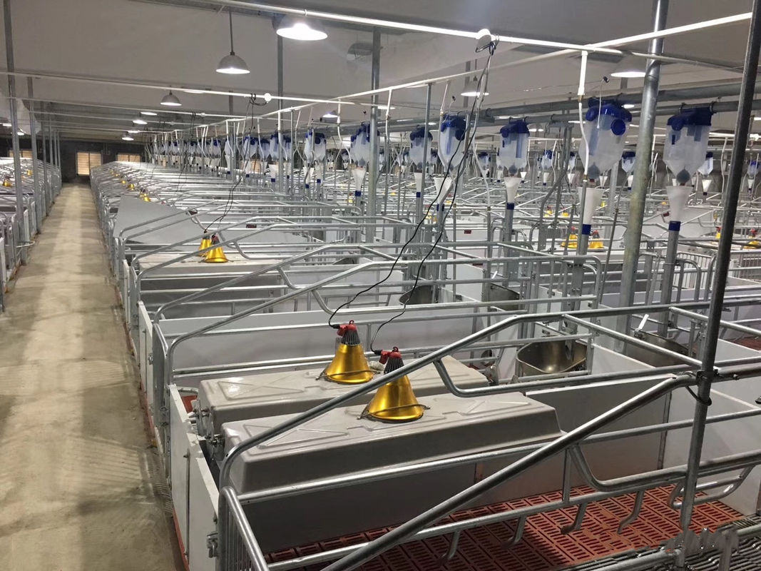Pig Farm Sow Farrowing Crate Cage For Deliver Piglets