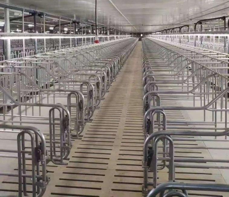 Livestock Farm Equipment Individual Sow Cage For Mating