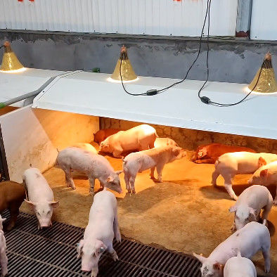 PVC Fence Livestock Farm Nursery Cage Hot Galvanized Steel Customized