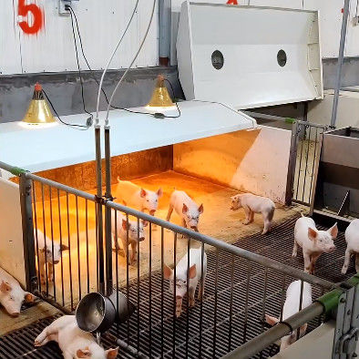 PVC Fence Livestock Farm Equipment Piglets Nursery Cage