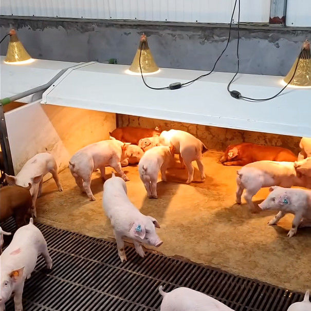 Cast Iron Livestock Farm Equipment Steel Weaning Cage For Pigets