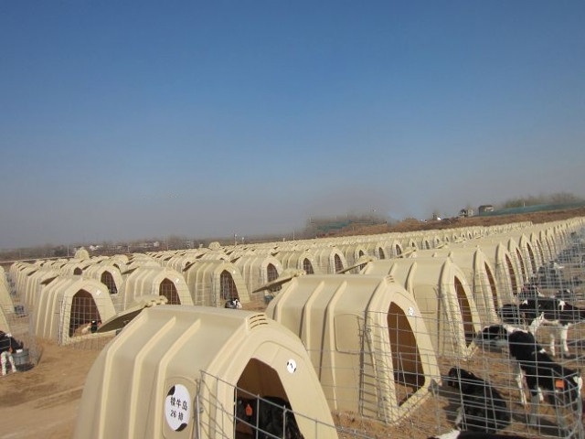 Cattle Farming Calfhutch Pure PE Calf Housing Cage Anti Corrosion 1